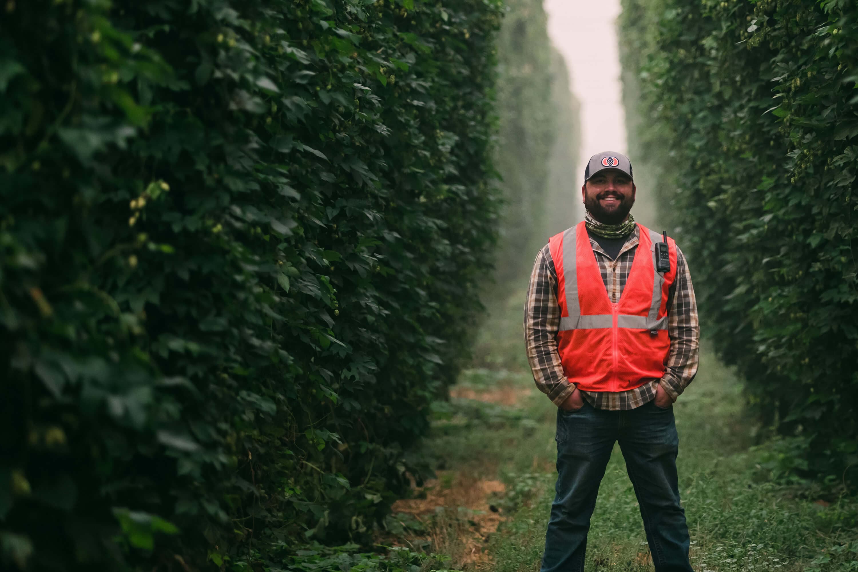 Grower stands in hi-visibility safety vest in the middle of a hop row with bines on each side