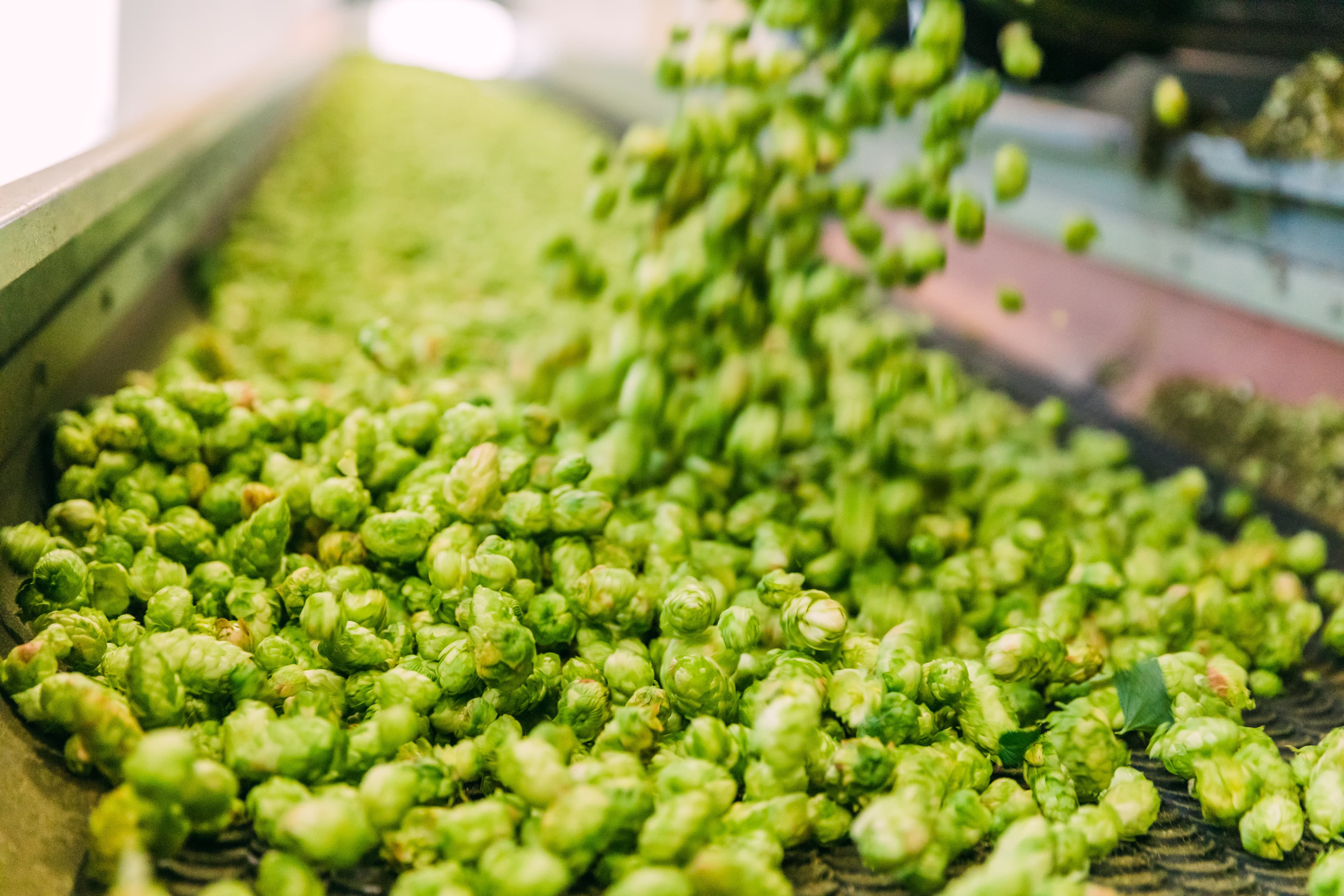 Hop cones rolling off conveyor belt
