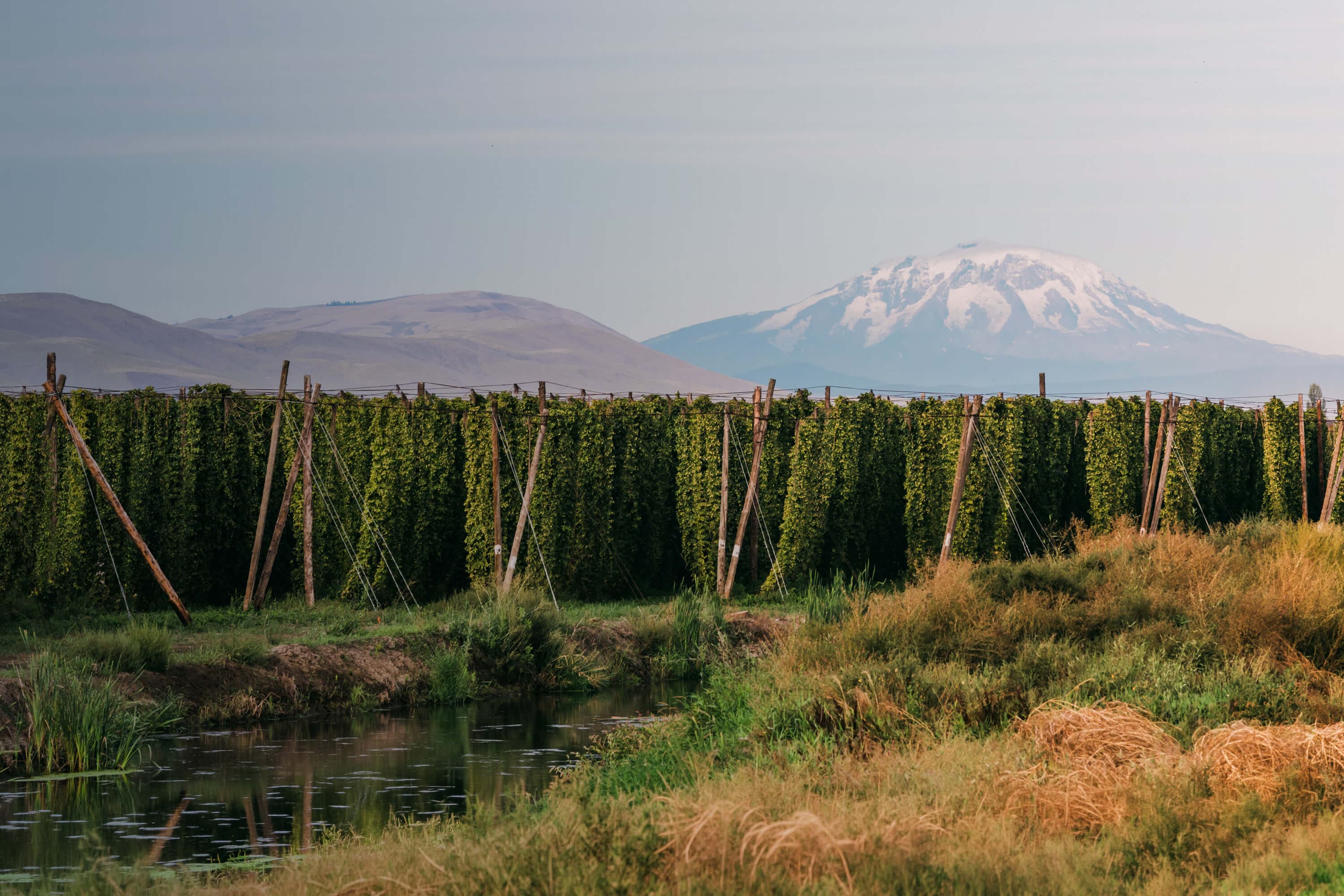 Water canal flows alongside hop yard with snowy mountain in the background